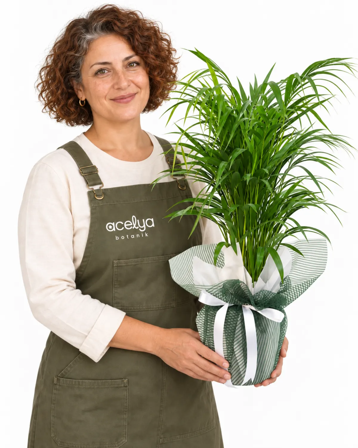 Areka Saksı Bitkisi 1