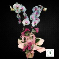 Kırçıllı Mavi Orkide