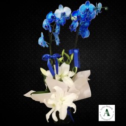 Lilyum Süslemeli Çift Dal Mavi Orkide