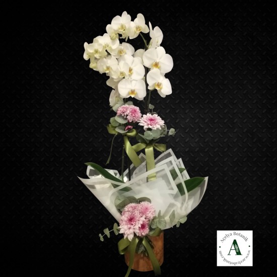 Çift Dal Phalaneopsis Beyaz Orkide Çift Dal Phalaneopsis Beyaz Orkide