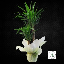 Çift Gövdeli Yucca Saksı Bitkisi Çift Gövdeli Yucca Saksı Bitkisi