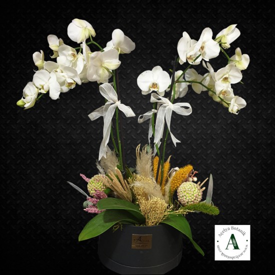 Dört Dal Phalaneopsis Beyaz Orkide Aranjmanı