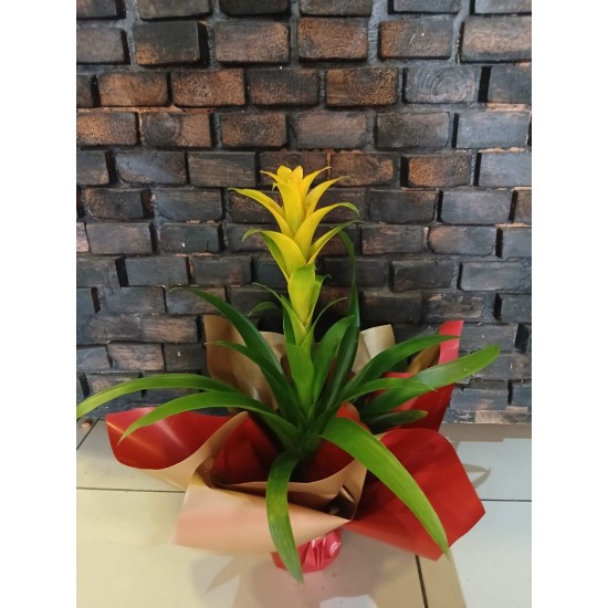 Sarı Guzmania Saksı Bitkisi