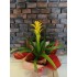 Sarı Guzmania Saksı Bitkisi