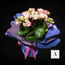 Pembe Kalonchoe Saksı Bitkisi Pembe Kalonchoe Saksı Bitkisi