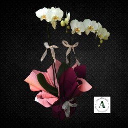 Saksıda Çift Dal Phalaneopsis Beyaz Orkide Saksıda Çift Dal Phalaneopsis Beyaz Orkide