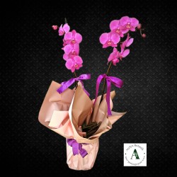 Saksıda Çift Dal Phalaneopsis Pembe Orkide Saksıda Çift Dal Phalaneopsis Pembe Orkide