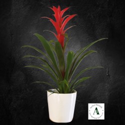 Seramikte Guzmania Saksı Bitkisi Seramikte Guzmania Saksı Bitkisi