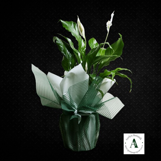 Spatifilyum Saksı Bitkisi - Barış Çiçeği