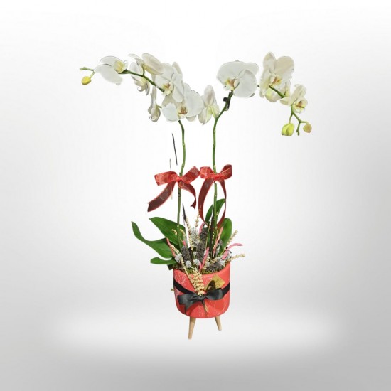 Ayaklı Saksıda Çift Dal Phalaneopsis Beyaz Orkide