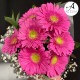 Pembe Gerbera Buketi