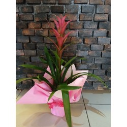 Pembe Guzmania Saksı Bitkisi