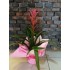 Pembe Guzmania Saksı Bitkisi