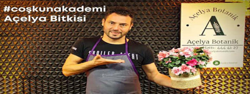 Açelya Bitkisi | Bakımı Nasıl Yapılır? | Saksı değiştirmek gerekir mi? #CoskunAkademi