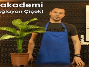 Difenbahya (Ağlayan Çiçek) Bakımı Nasıl Yapılır? | Difenbahya Nasıl Sulanır? #CoşkunAkademi Difenbahya (Ağlayan Çiçek) Bakımı Nasıl Yapılır? | Difenbahya Nasıl Sulanır? #CoşkunAkademi