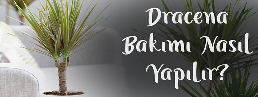 Dracena Bakımı Nasıl Yapılır? | Dracena Bitkisi Nasıl Çoğaltılır? #CoşkunAkademi