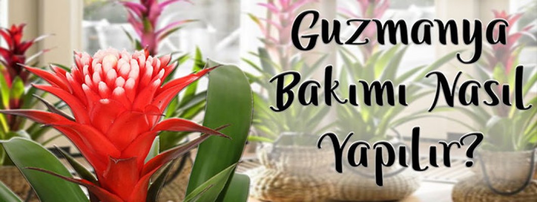 Guzmanya Bakımı Nasıl Yapılır? | Guzmanya Çiçeği Nasıl Sulanır? #CoşkunAkademi