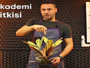 Kraton (Codiaeum variegatum) Bakımı Nasıl Yapılır? | Saksı değiştirmek gerekir mi? #CoşkunAkademi Kraton (Codiaeum variegatum) Bakımı Nasıl Yapılır? | Saksı değiştirmek gerekir mi? #CoşkunAkademi