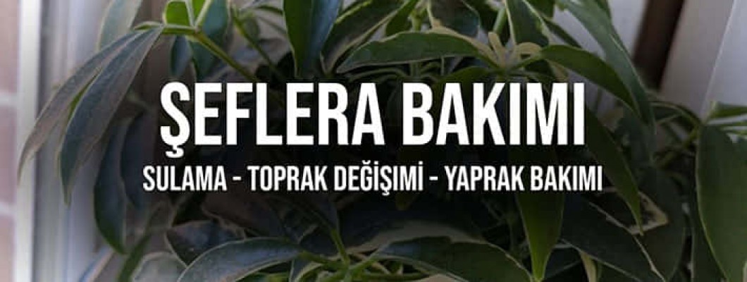 Schefflera Bakımı Nasıl Yapılır? | Şeflera Sulama ve Toprak Değişimi #CoşkunAkademi