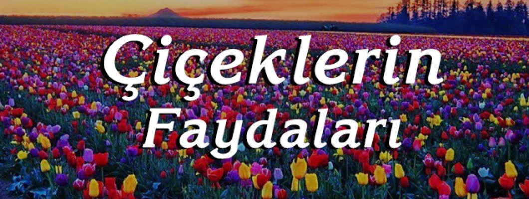 Çiçeklerin Faydaları Nelerdir?