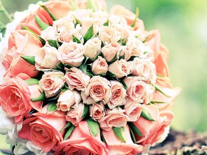 Çiçek Nasıl Sulanır? Çiçek Nasıl Sulanır?